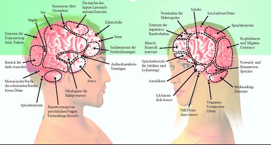 gehirne_mann-frau.jpg