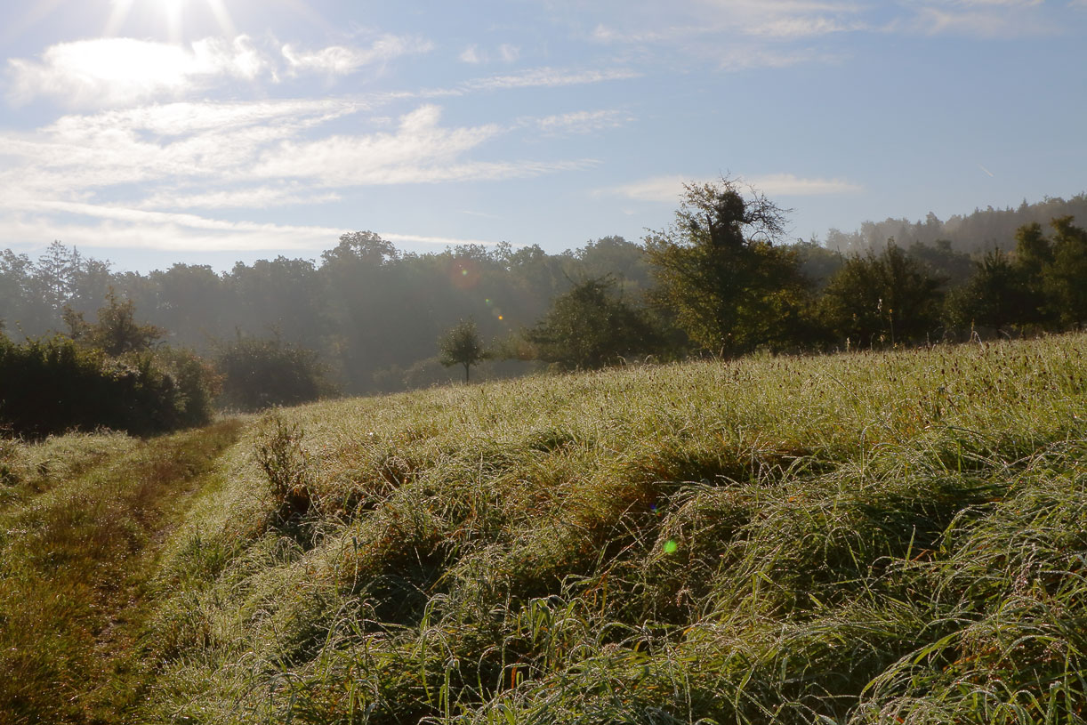 obstbaumwiese-02.jpg