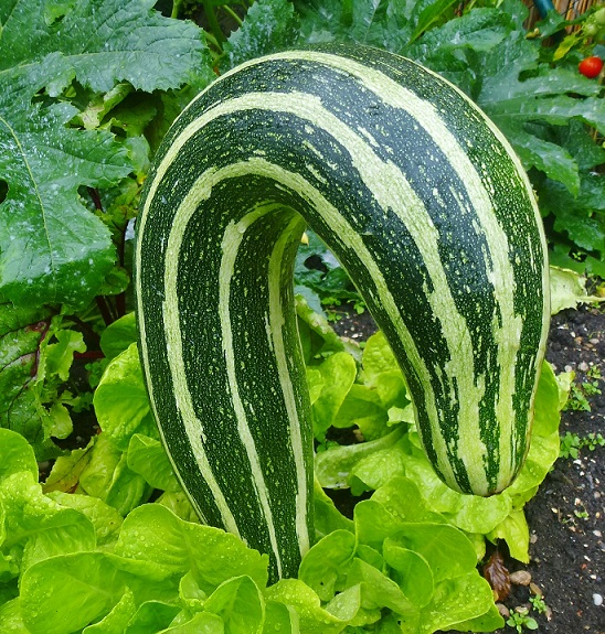 zucchini_3kg.jpg