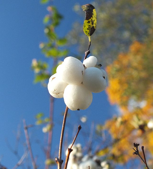 schneeballstrauch.jpg