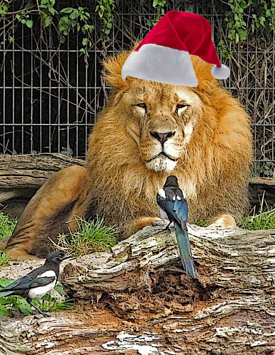 weihnachtsmannloewe.jpg