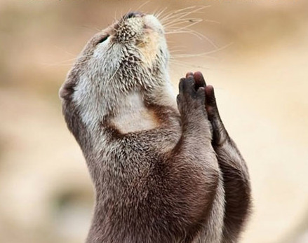 funny-otter-praying-cute.jpg