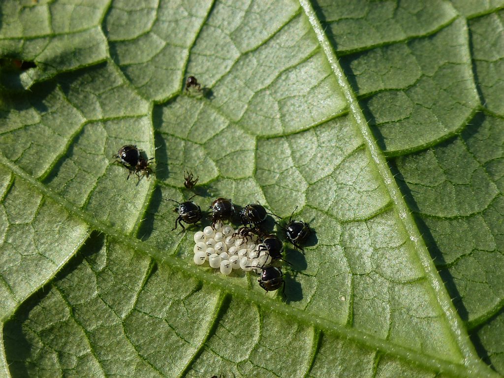 in_meinem_garten.jpg