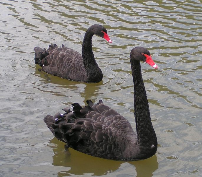 black_swans.jpg