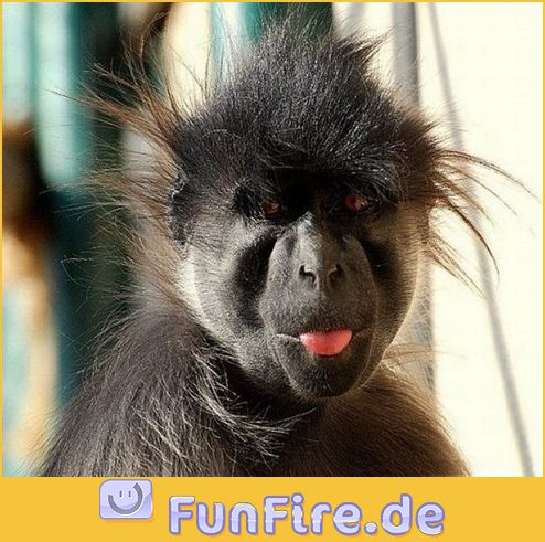 frecher-affe-zeigt-zunge.jpg