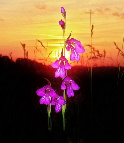 sumpfgladiole_01_-_kopie.jpg