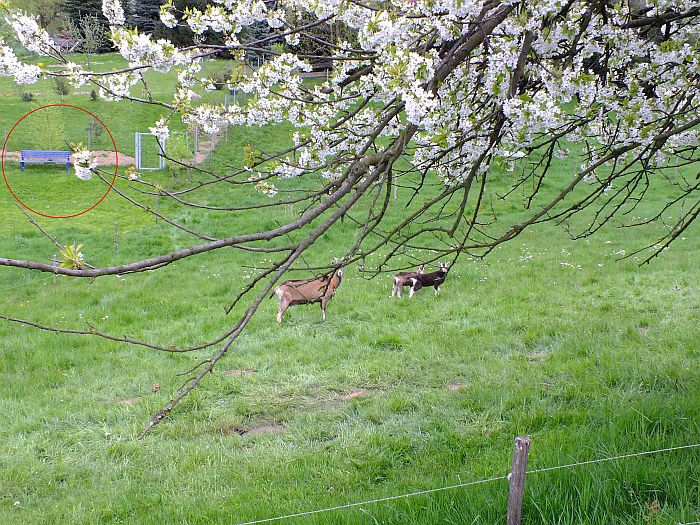 ziegenbockbaenkchen.jpg