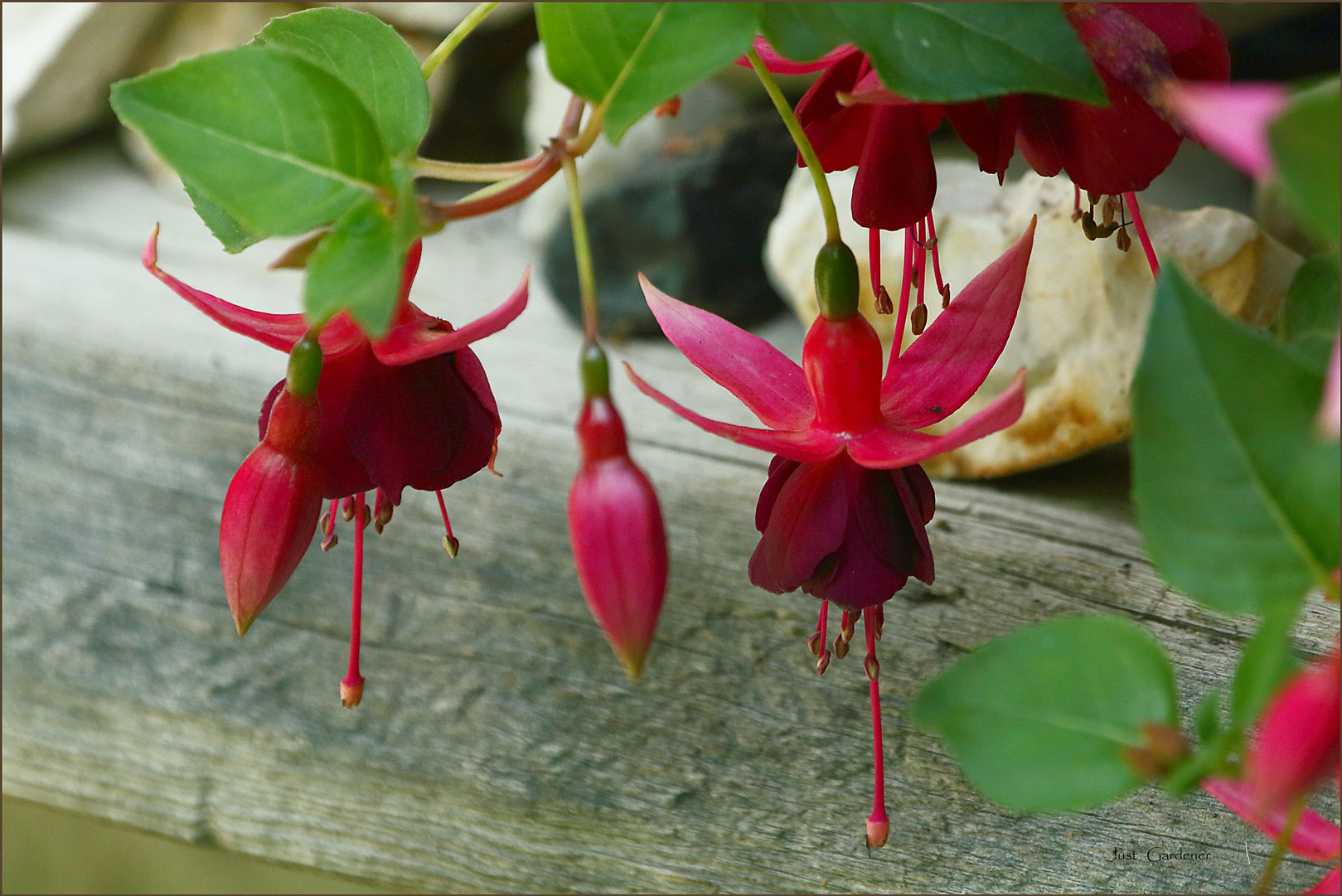 fuchsie-auf-gartenbank.jpg