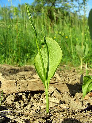 300px-ophioglossum_vulgatum_saarland_01.jpg