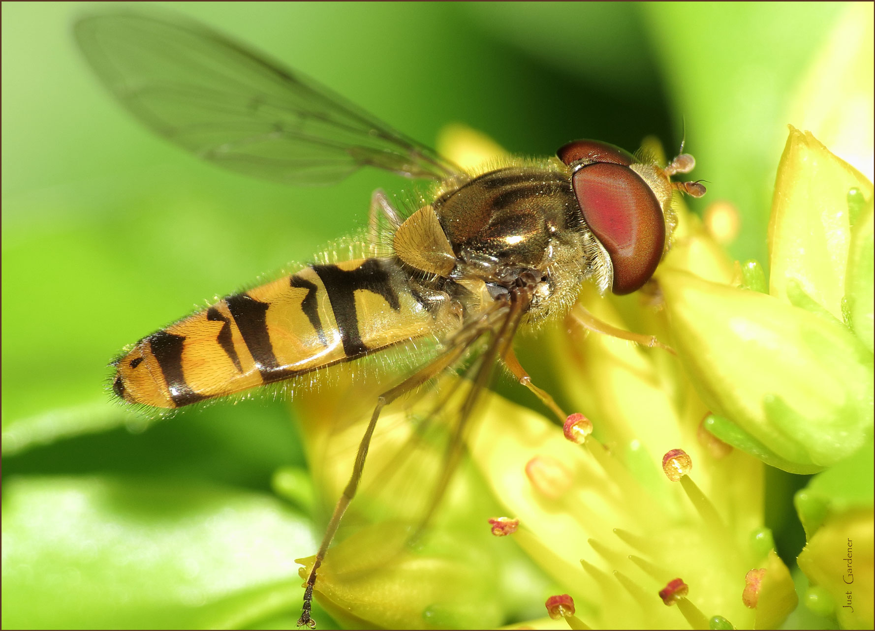 0001-schwebfliege-vor-jahr-.jpg