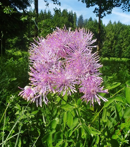 wiesenraute_akeleiblaettrige_01_-_kopie.jpg