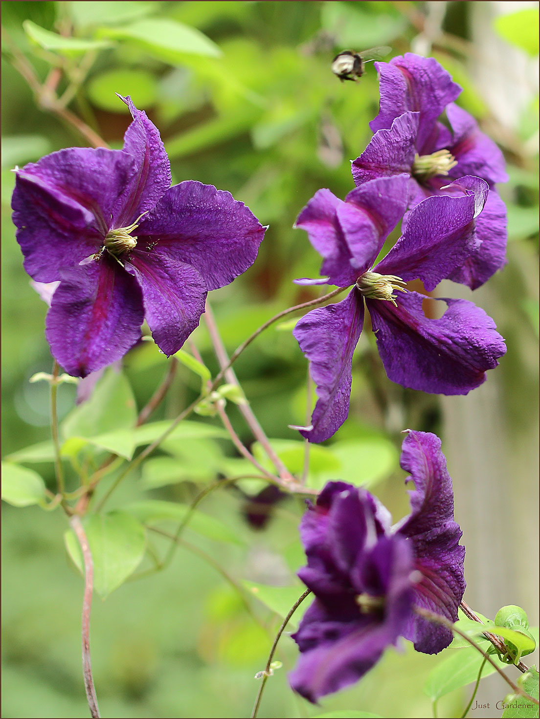 yo_s-clematis-03.jpg