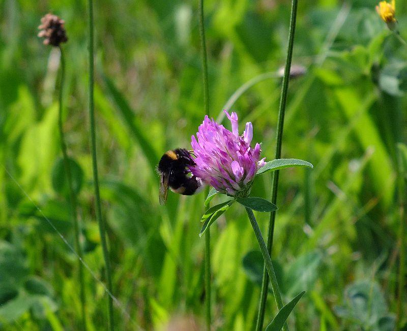 klee_mit_hummel.jpg