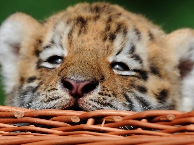 224549_1_tigerbaby_8_ddp_fertig.jpg