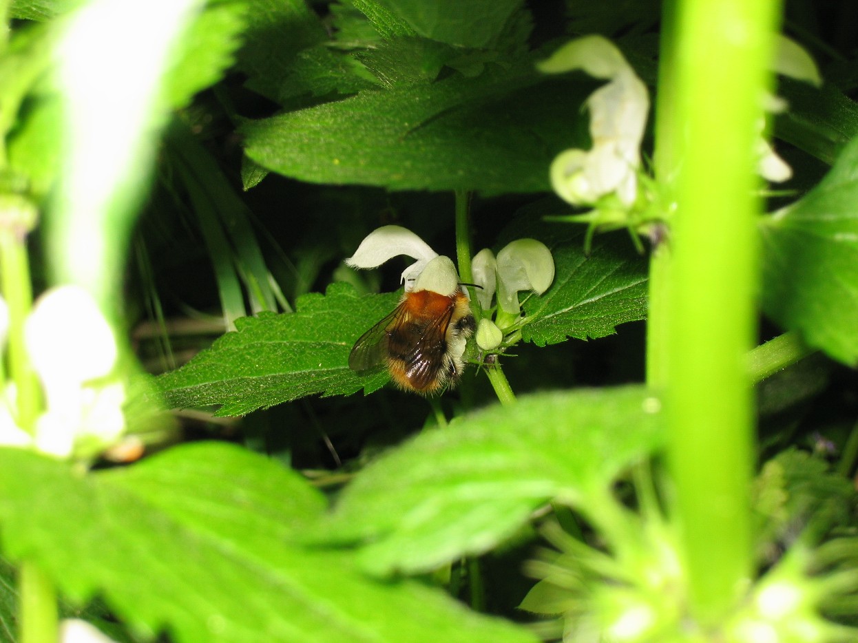 Hummel.JPG