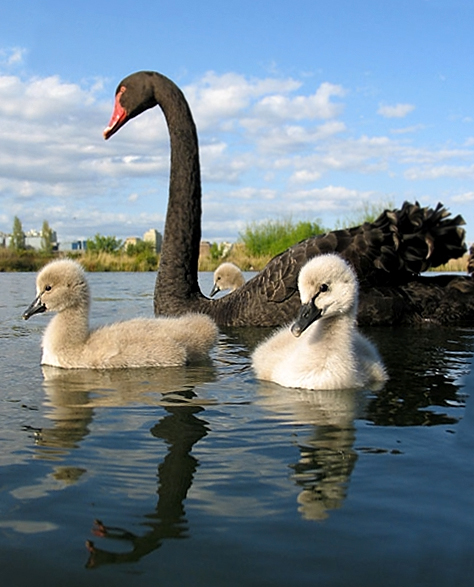 cygnus_atratus_-adult_with_chicks_in_australia-....jpg