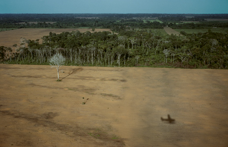 brazilian_rainforest.jpg