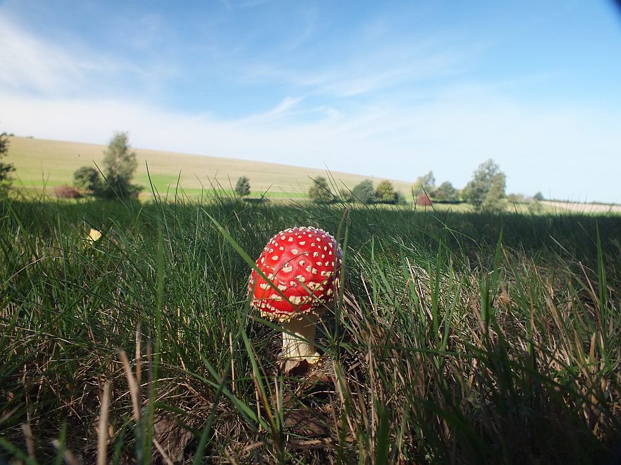 fliegenpilz.jpg