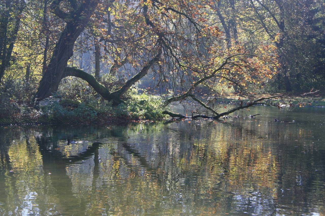 teich1_donaueschingen_gro__.jpg