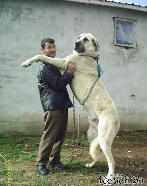 weltgroesster-hund.jpg