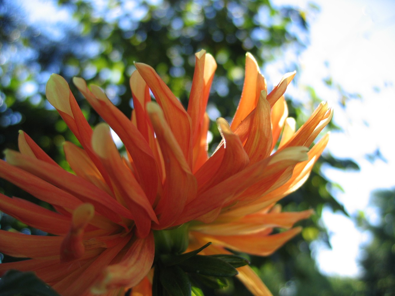 Blume1.jpg