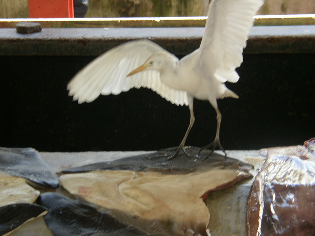P1010007.JPG