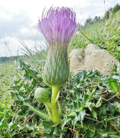 kratzdistel_st__ngellos_02.jpg