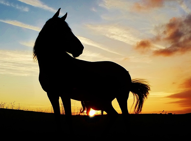 abendrot_mit_pferdesilhouette.jpg