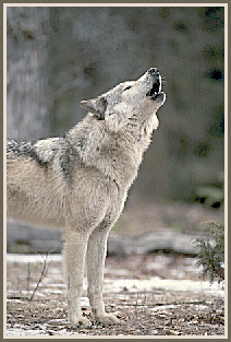 wolf.bmp