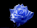 blue_rose.jpg