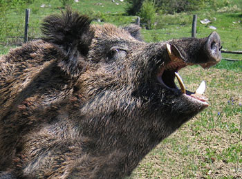 pakistan_wild_boar_s2.jpg