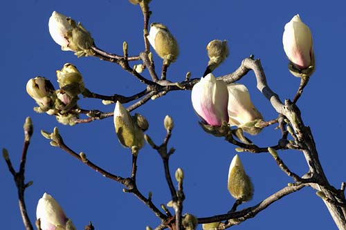 Frühling.jpg