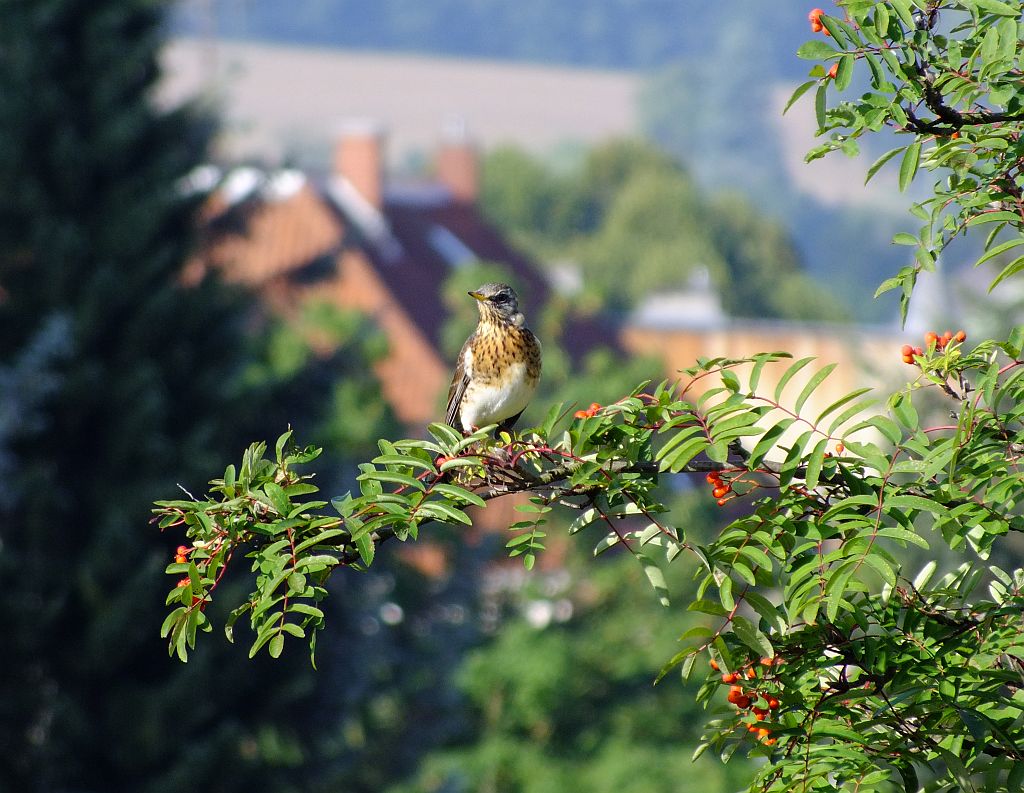 wacholderdrossel_im_ebereschenbaum.jpg