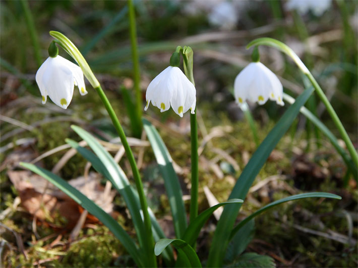 grosses-schneegloeckchen.jpg