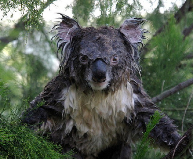 normal-koala-wet.jpg