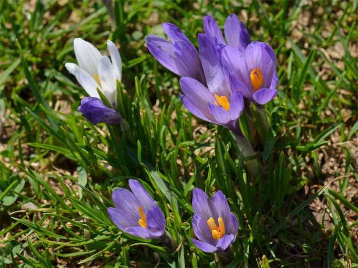 fruehlings-krokus-bluete.jpg