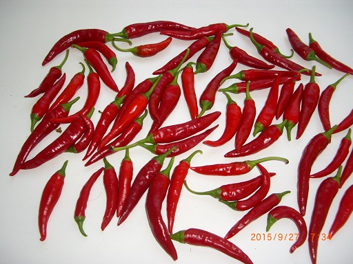 chilli_001.jpg