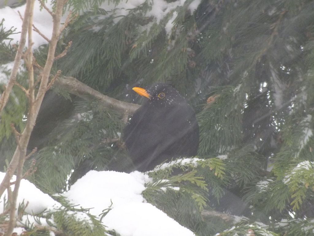 amsel_imschnee.jpg