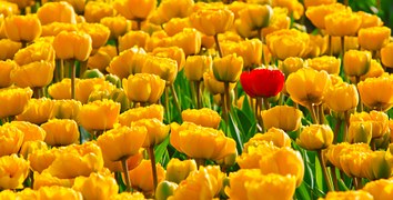 tulips-15155__180.jpg