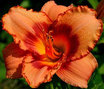 daylily-183294__180.jpg