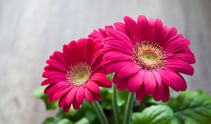 flower-631765__180.jpg