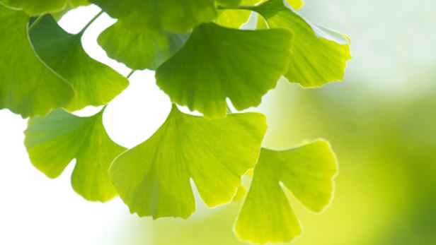 gingko.jpg