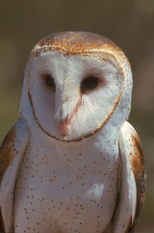 barn_owl_jarod_hobbs-1.jpg