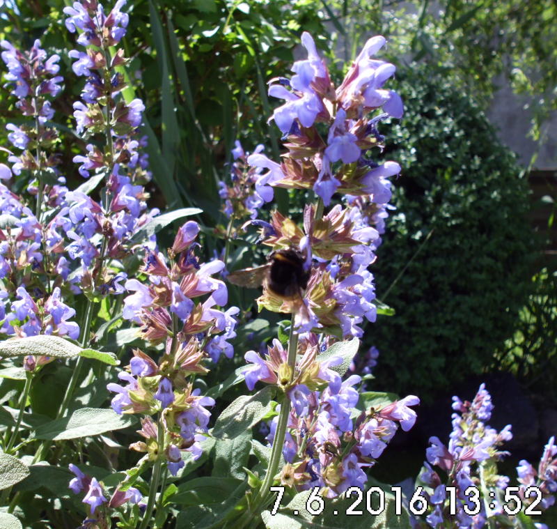 bluehender_salbei_mit_hummel.jpg