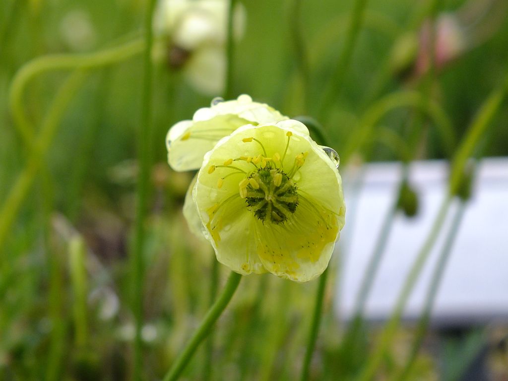 blume_mohn_gelb.jpg