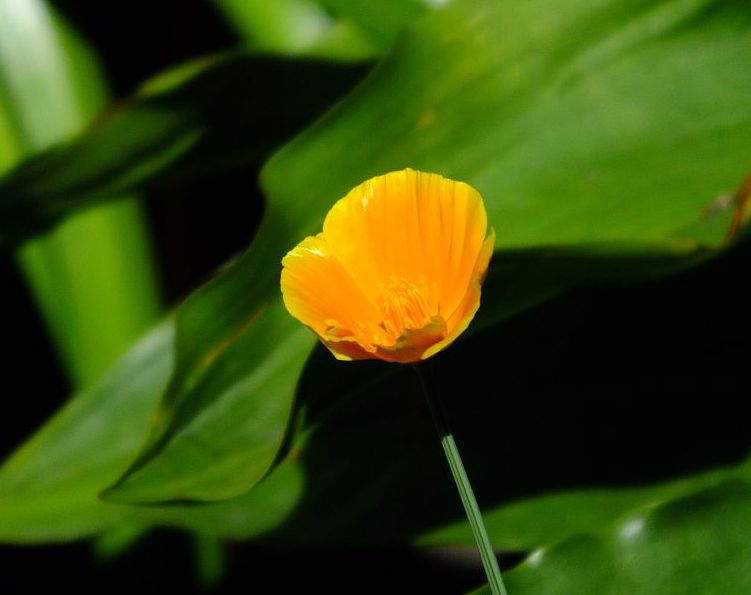 goldmohn02.jpg