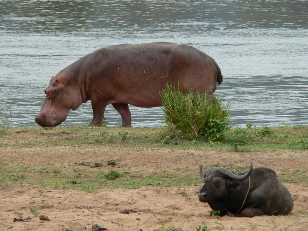 Hippo+Büffel.JPG