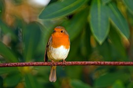 robin-78092__180.jpg