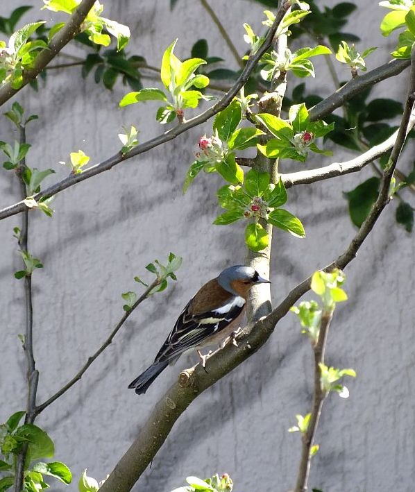 buchfink_im_apfelbaum.jpg