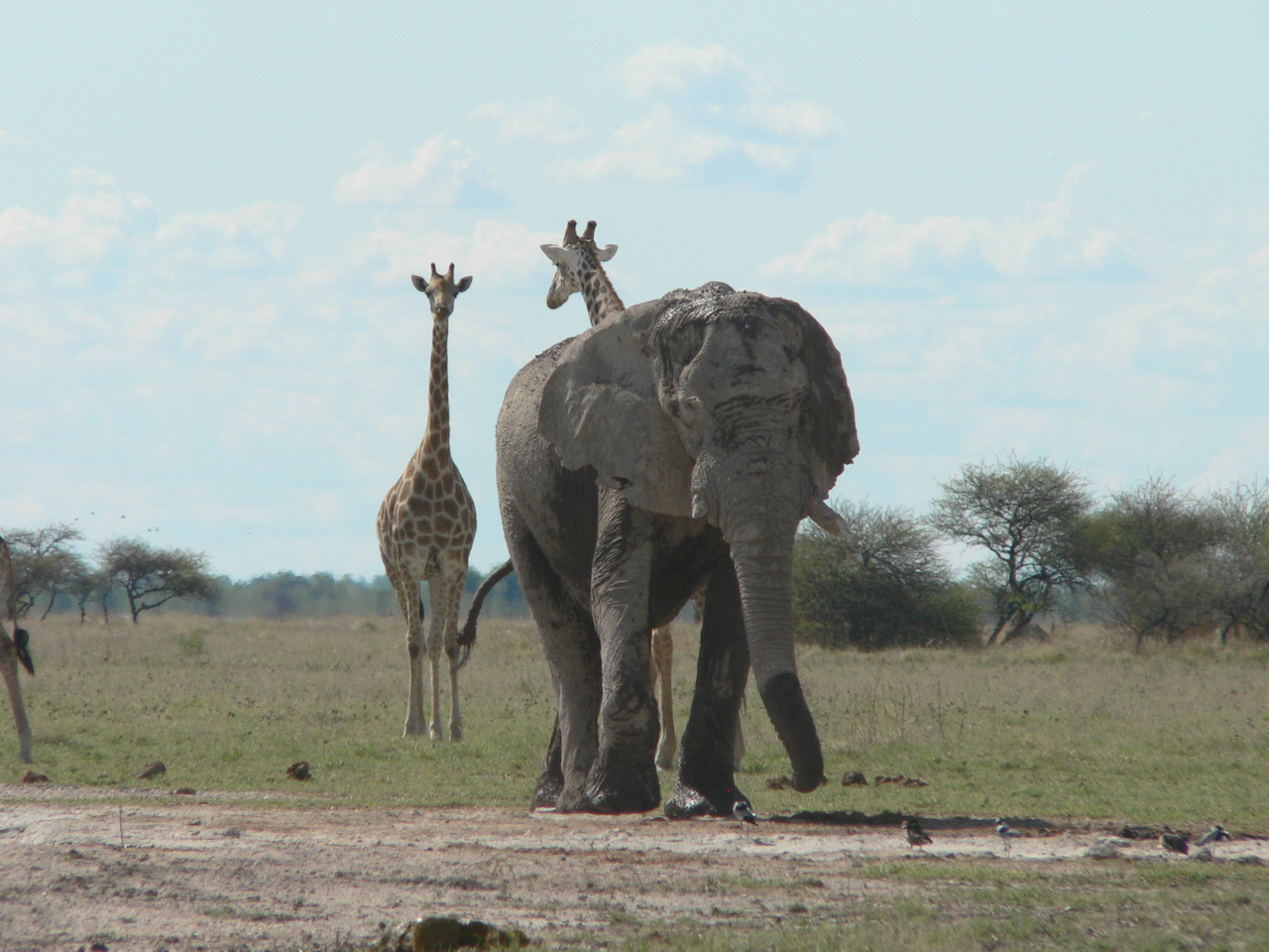 Elefant+Giraffen.JPG